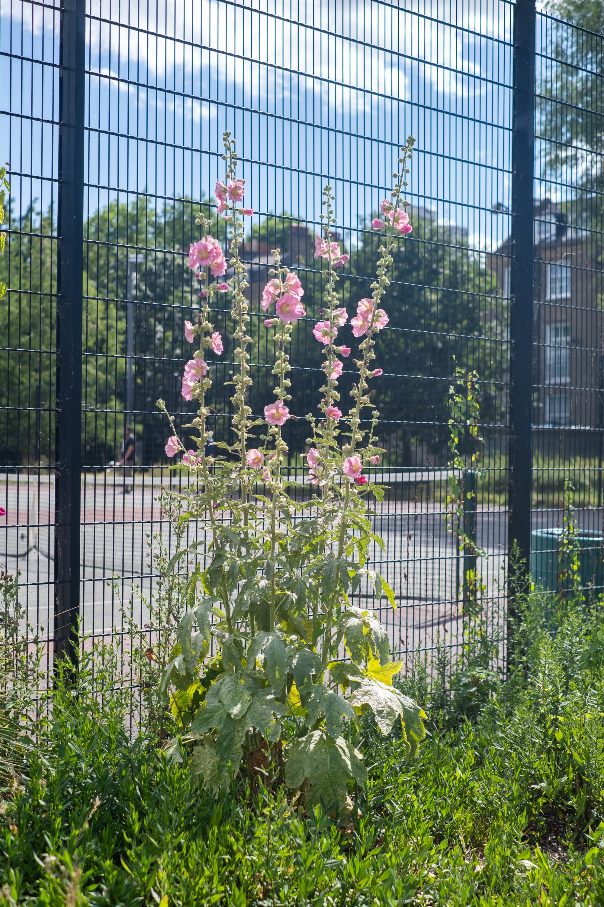 06-peter-haynes-daily-photos-june-2026-london-se-walk-0460.jpg