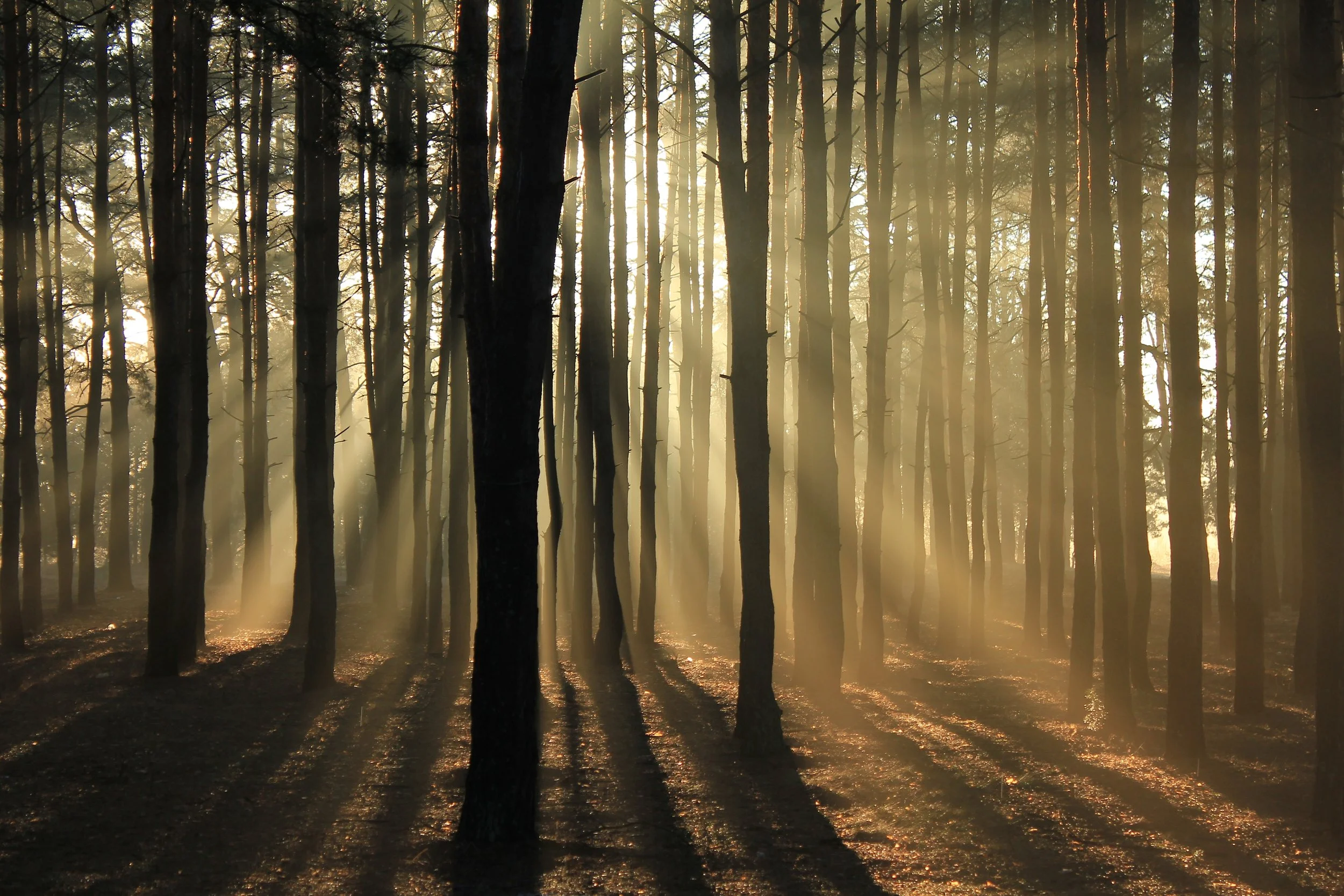 trees.jpg