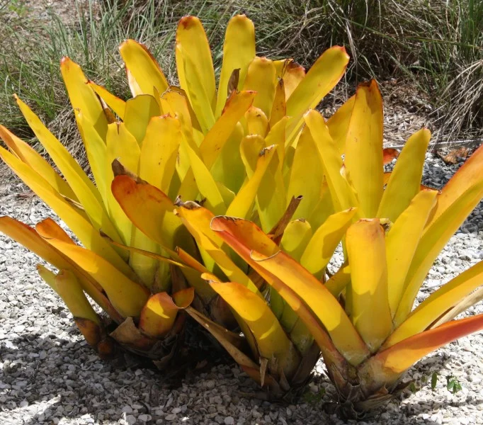 Aechmea-blanchetiana.jpg