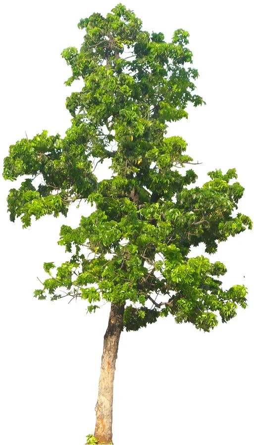Tree.jpg