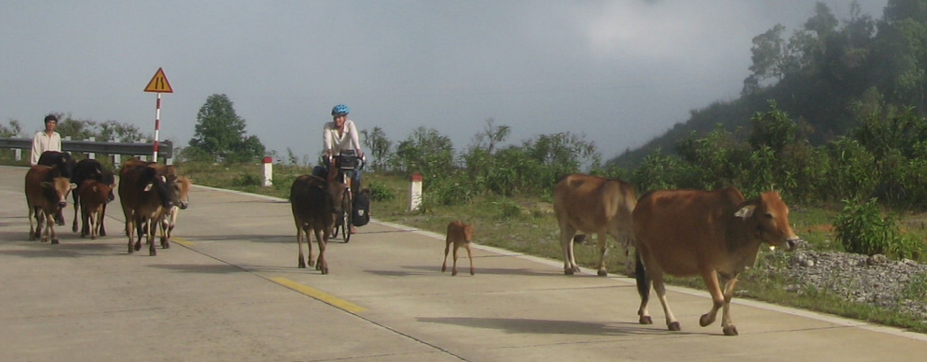 Dodging cows on the road in Vietnam.jpg