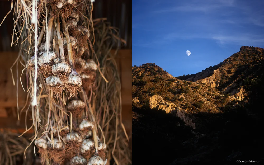 El Bosque Farm, Summer — Farm Fresh Journey