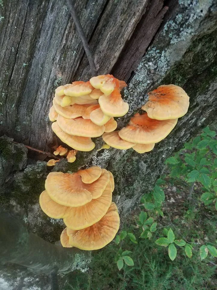 NH Mushroom Company presents - Can You Eat It? Classes 