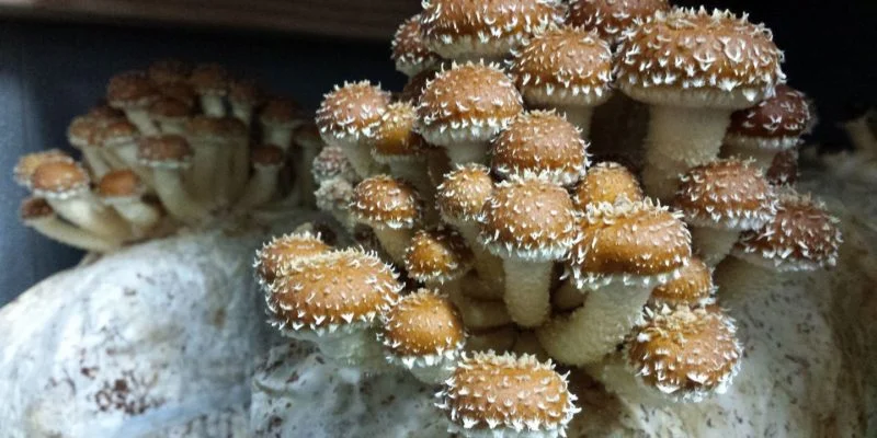 Common Edible Mushrooms
