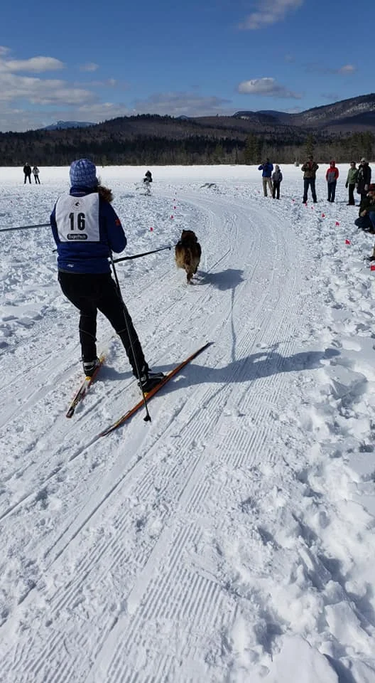sleddog1.jpg