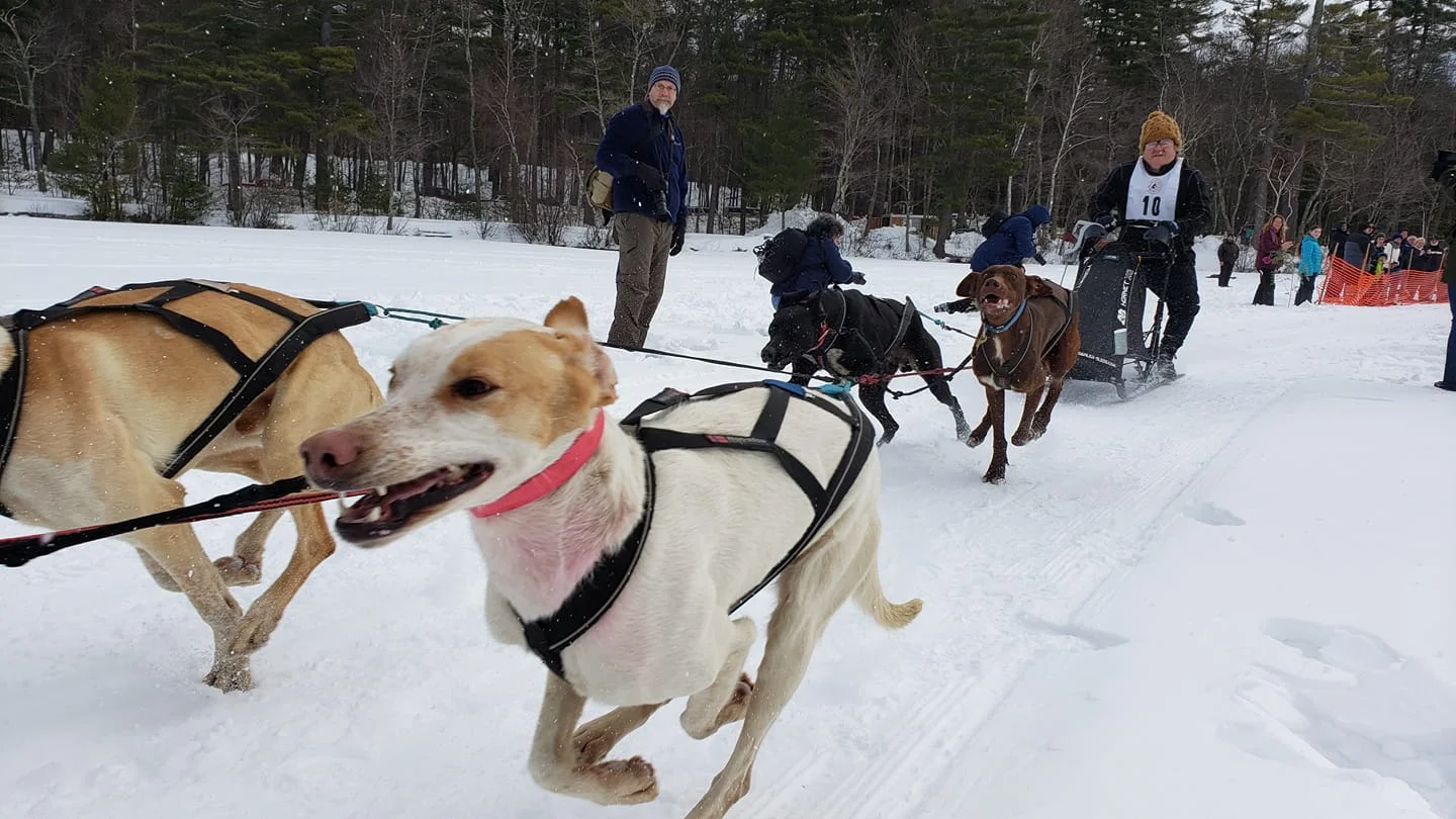 sleddog5.jpg