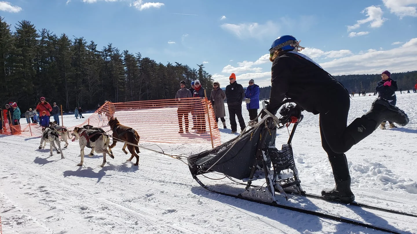 sleddog6.jpg