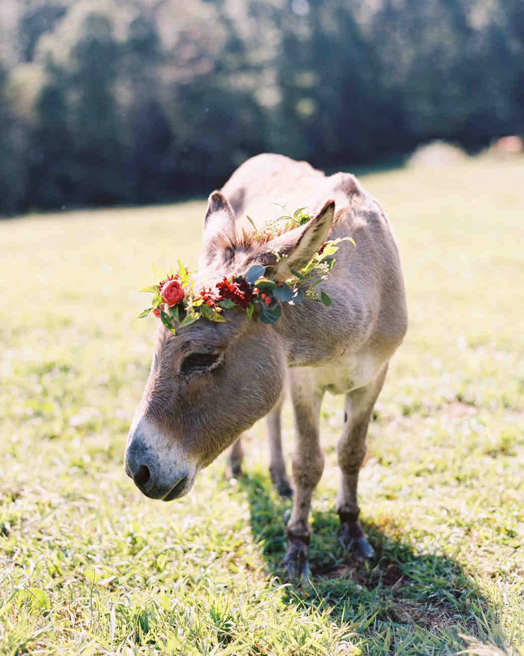 You can always put a flower crown on one of your wedding companions. Photo by Landon Jacobs