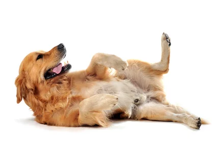 chien-retriever-soumis.jpg