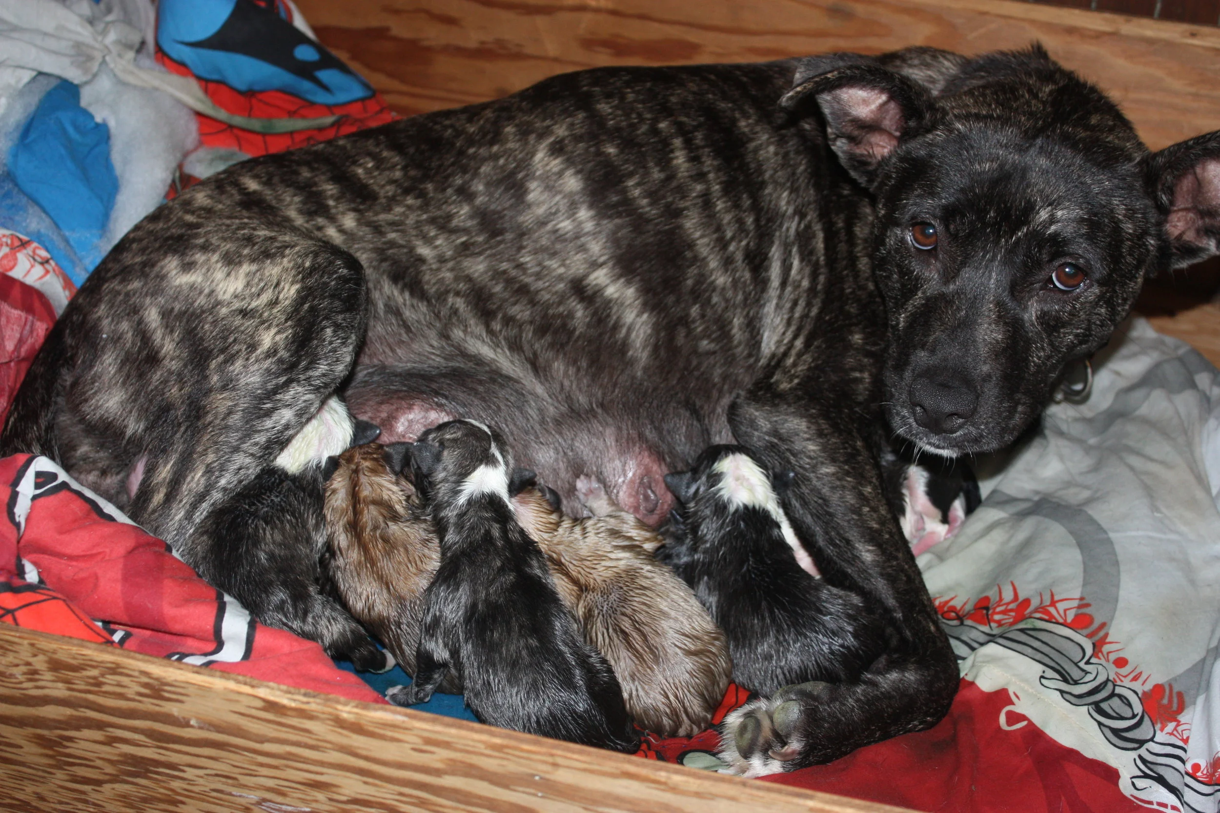 Welcome babies! It looks like we have four black and white and two brindle babies but they are still wet there coloring can change as they dry and grow.