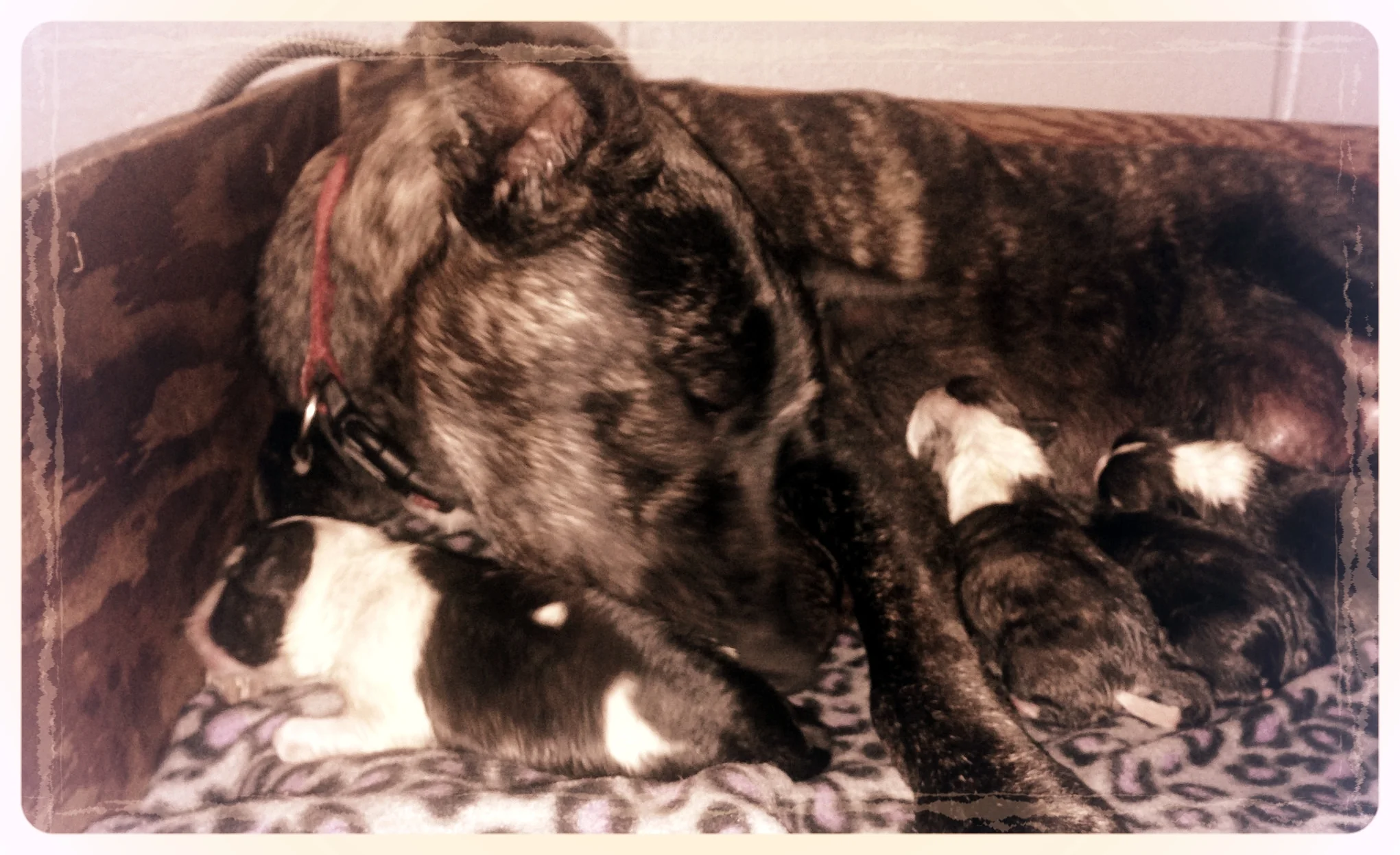 Fresh bedding and clean pups mom is ready for a nap.