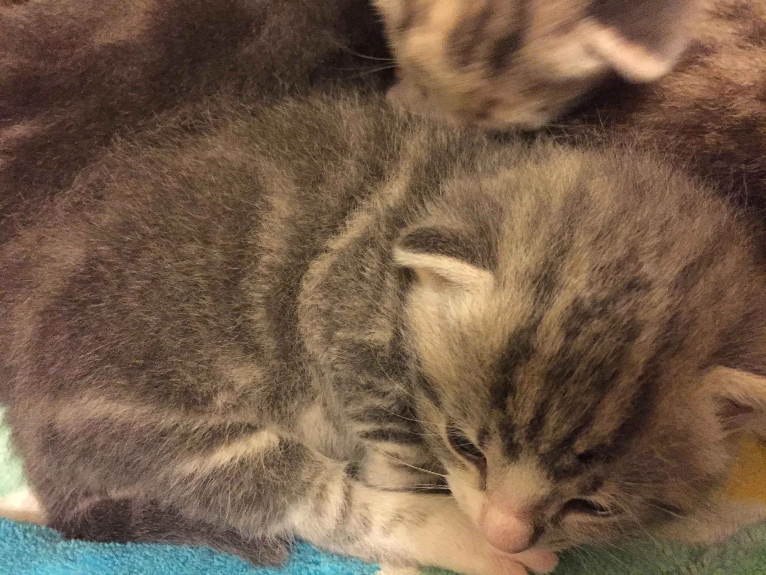 Worf, ok then Im going back to sleep.