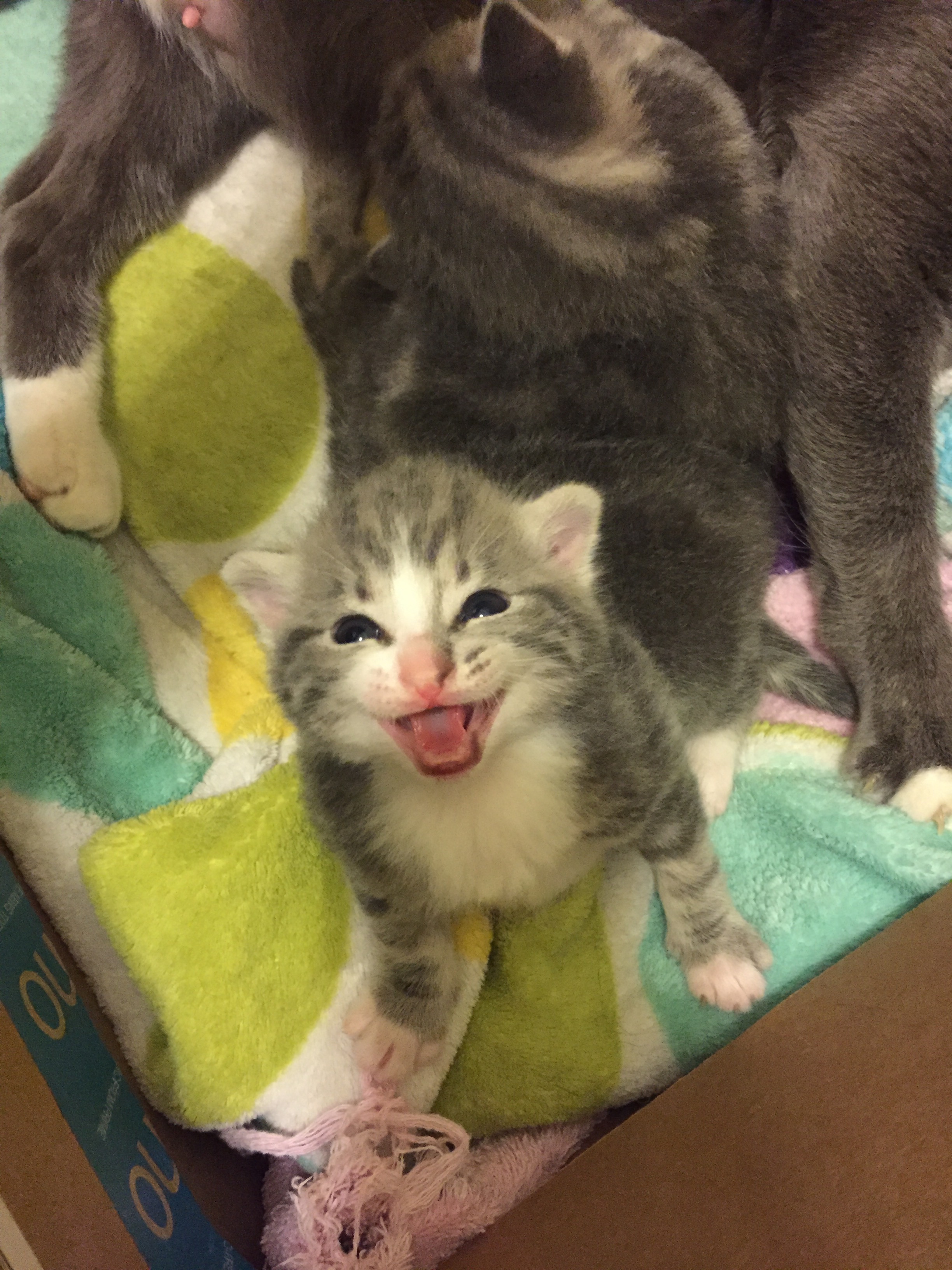 John Luke, the litter box Tosha, warp 8.6 engage! 