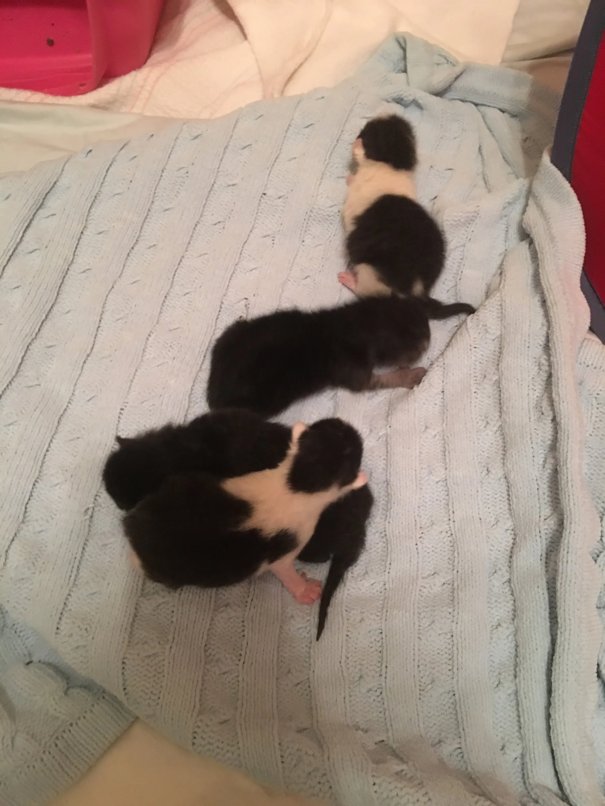 HAPPY BIRTHDAY KITTENS! 03/24/17