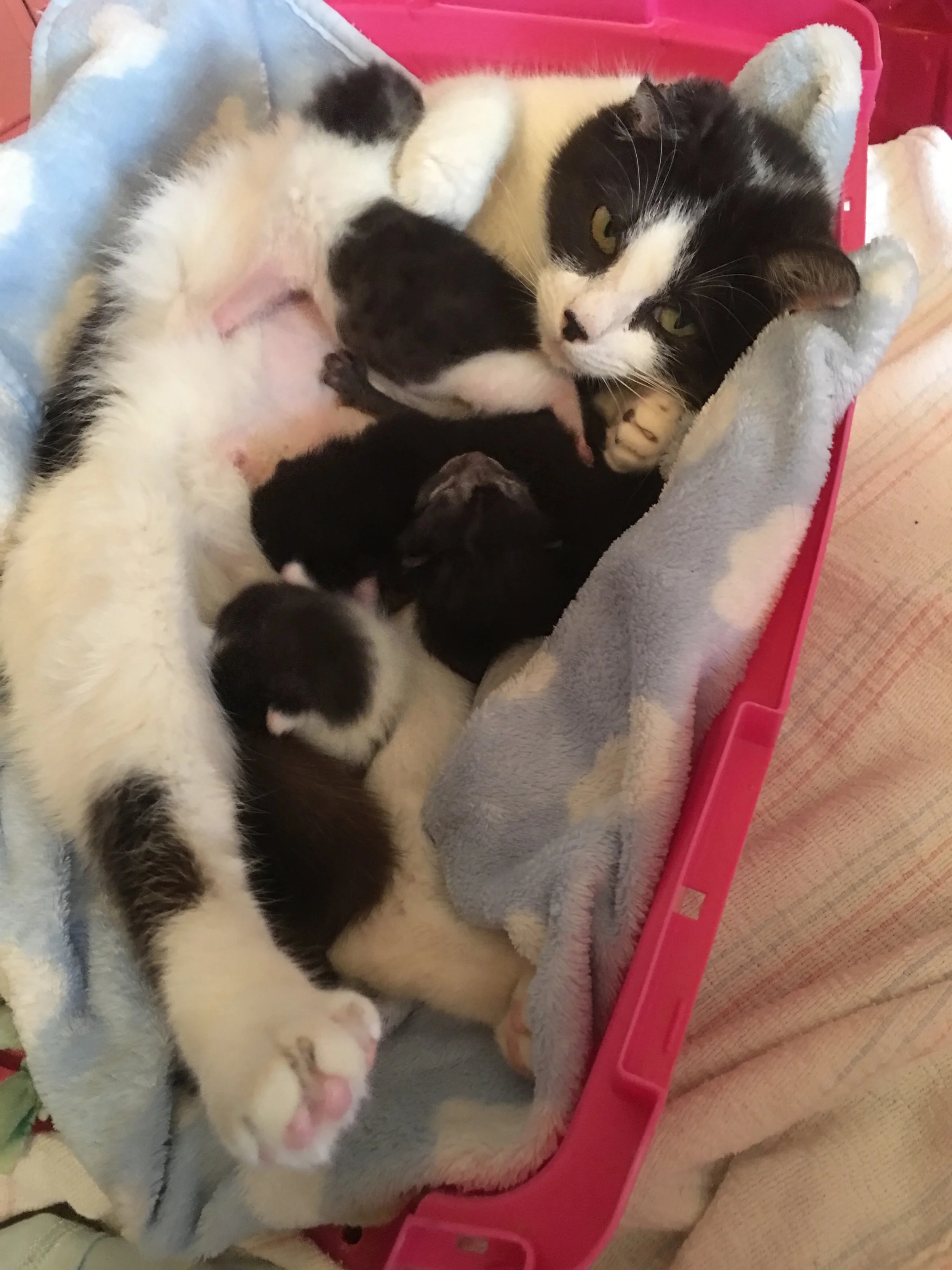Cuddle Puddle!