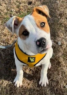 Shelter Dogs need a consistent good diet to stay healthy