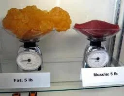 5 lbs of Fat vs. 5 Lbs of Muscle