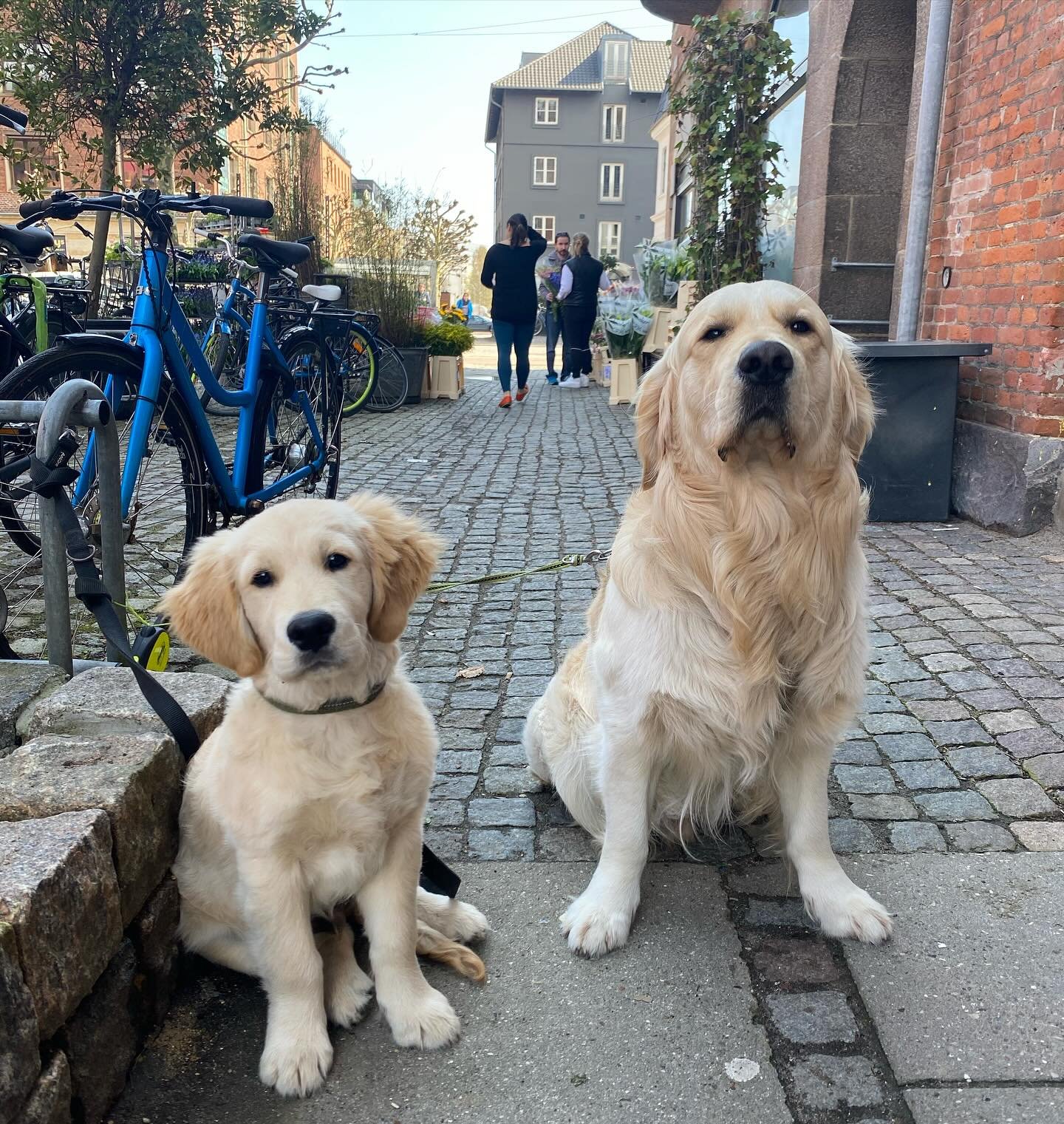 Saturday at the bookshop &hellip;. Nuff said 🐾🐾