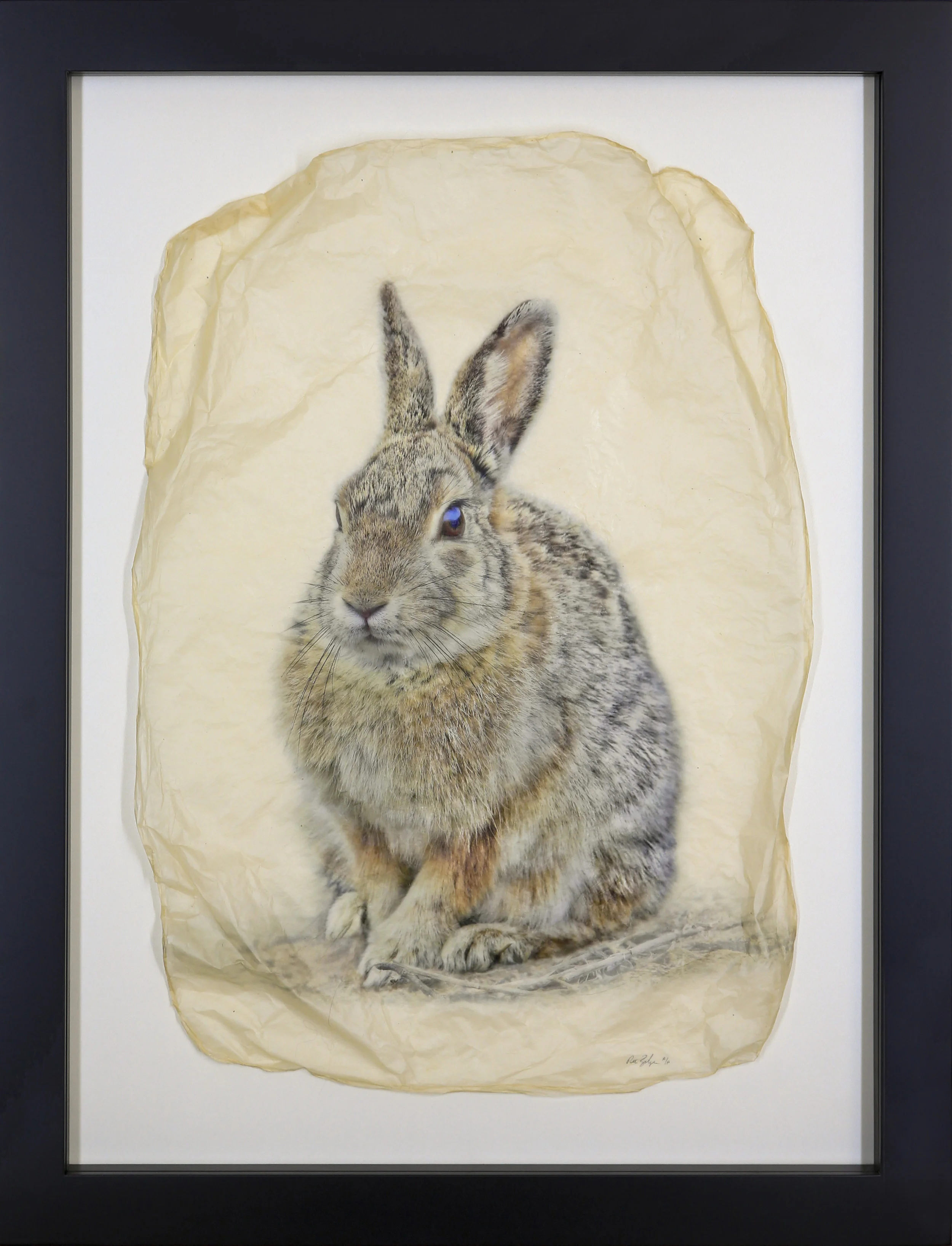 Cotton Tail
