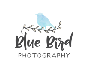 Blue Bird Photography