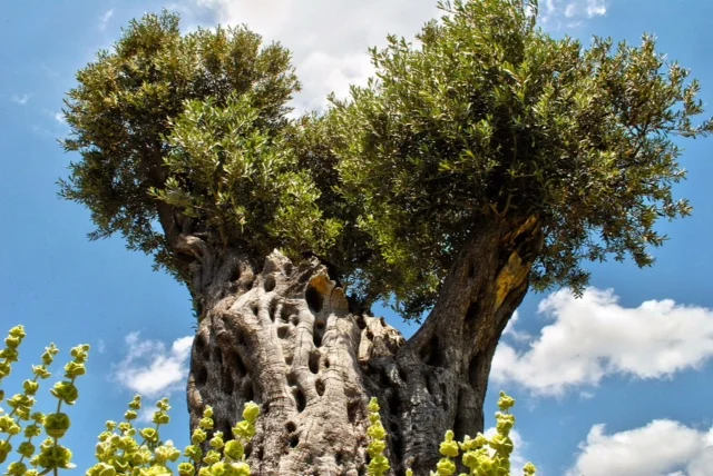 Non-Refundable Deposit