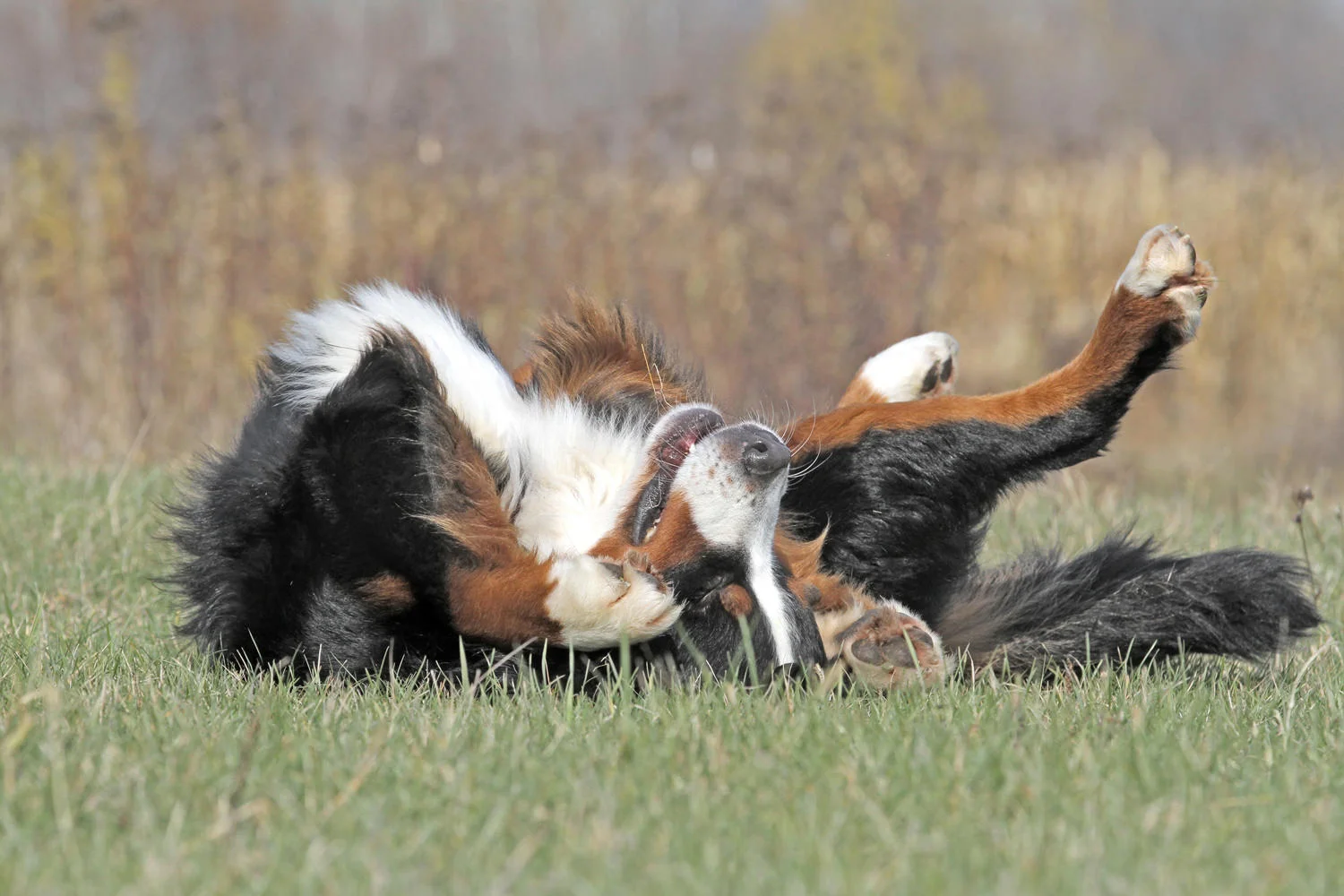 Bernese Mountain Dog Rolling