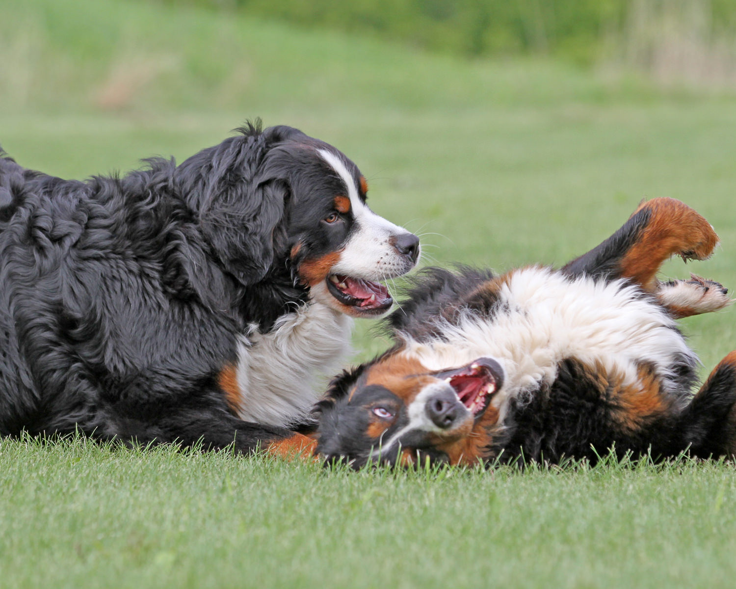Two Bernese Mountain Dogs playing.