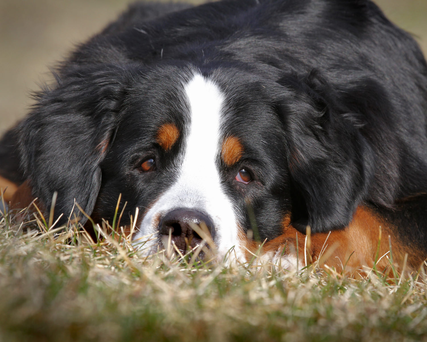 Bernese Mountain Dog with head in grass.