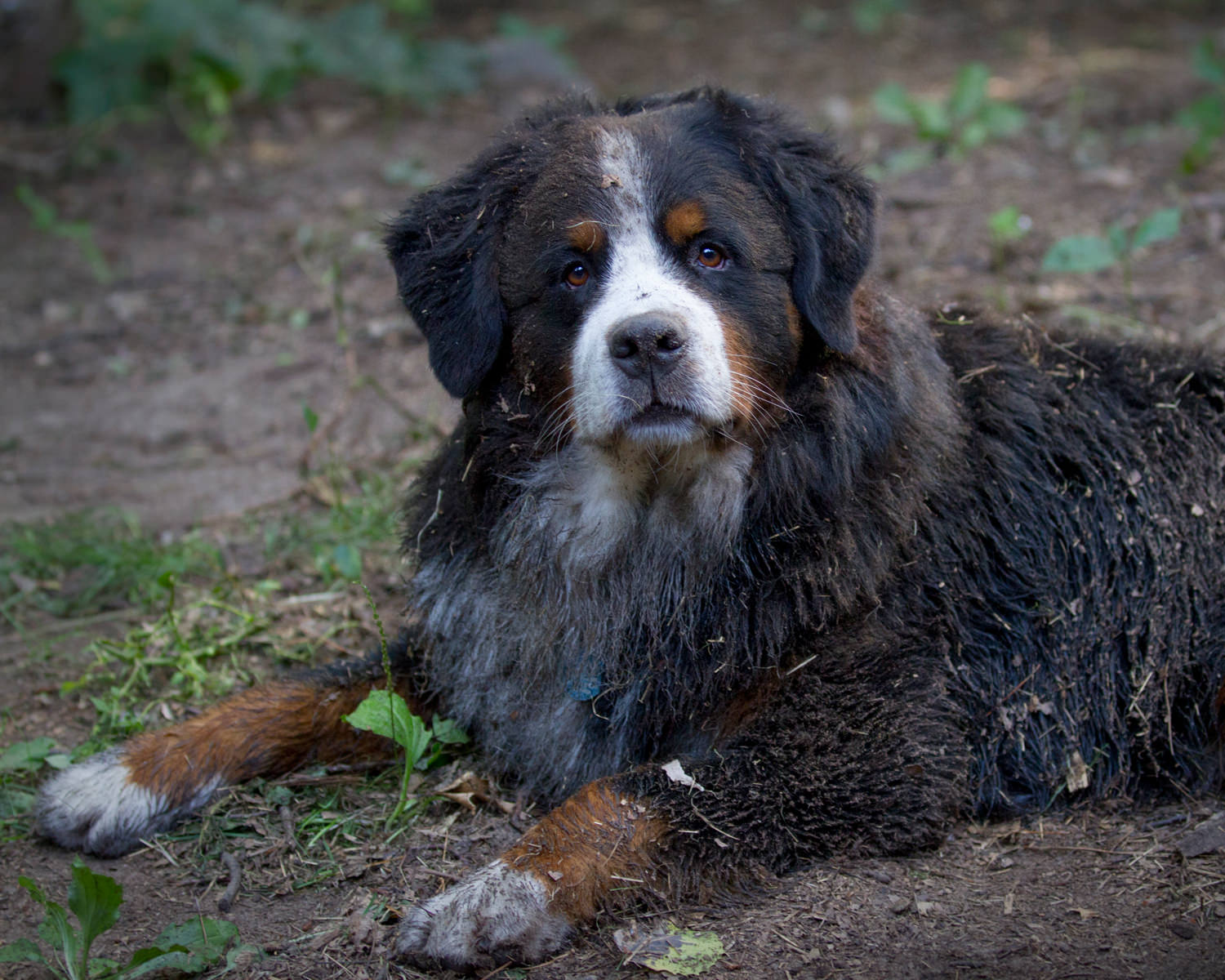 Muddy Bernese Mountain Dog.