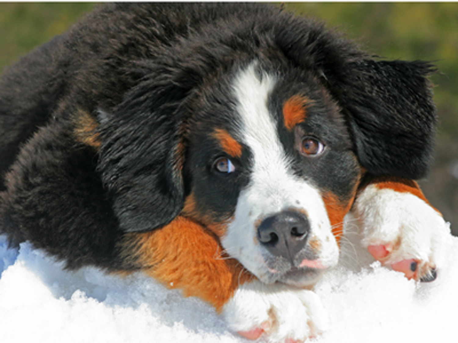 Bernese Mountain Dog puppy lying in the snow.