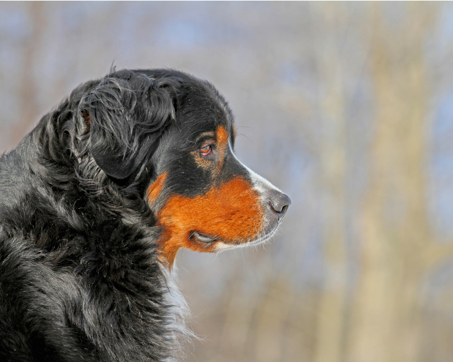 Bernese Mountain Dog gazing into the distance.