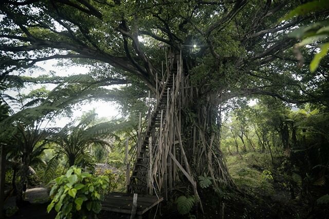 While we were locked in the jungle of Tanna (Vanuatu), we lived in this tree house. We got a very deep connnection to this place which we called home for 6 weeks.
=&gt; Read all about our experiences in the blog posts (see link in bio / highlighted s