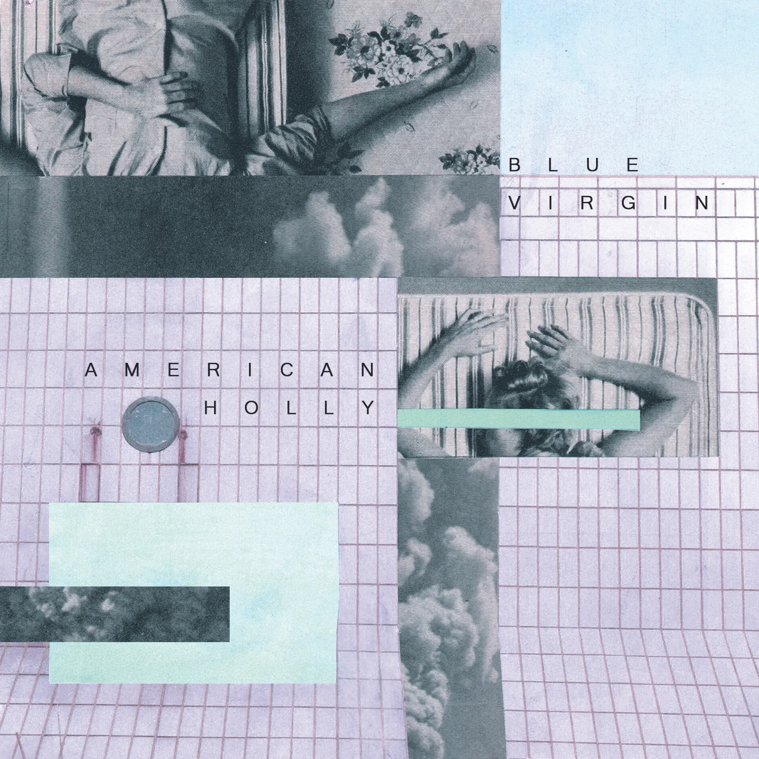 American Holly - Blue Virgin