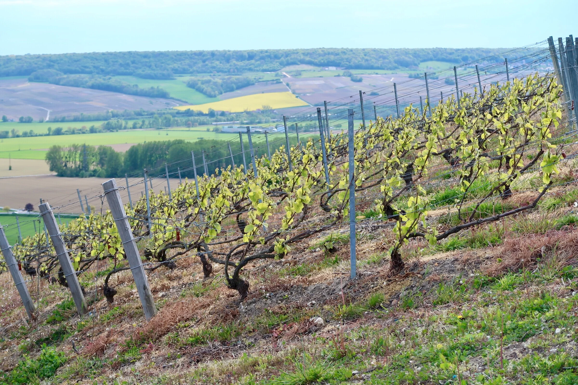 Hautvillers vines - where the process begins...