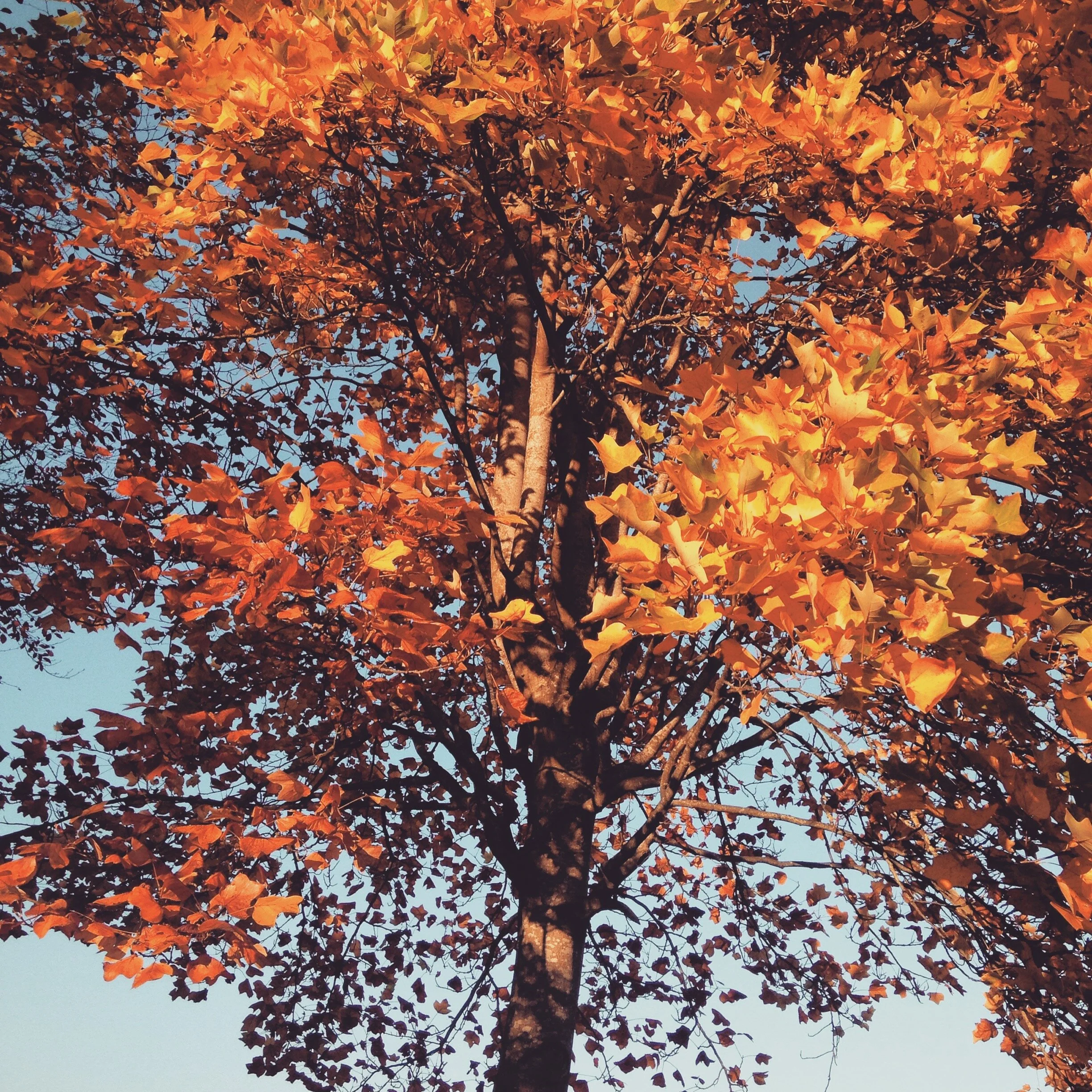 He is the turn of Autumn