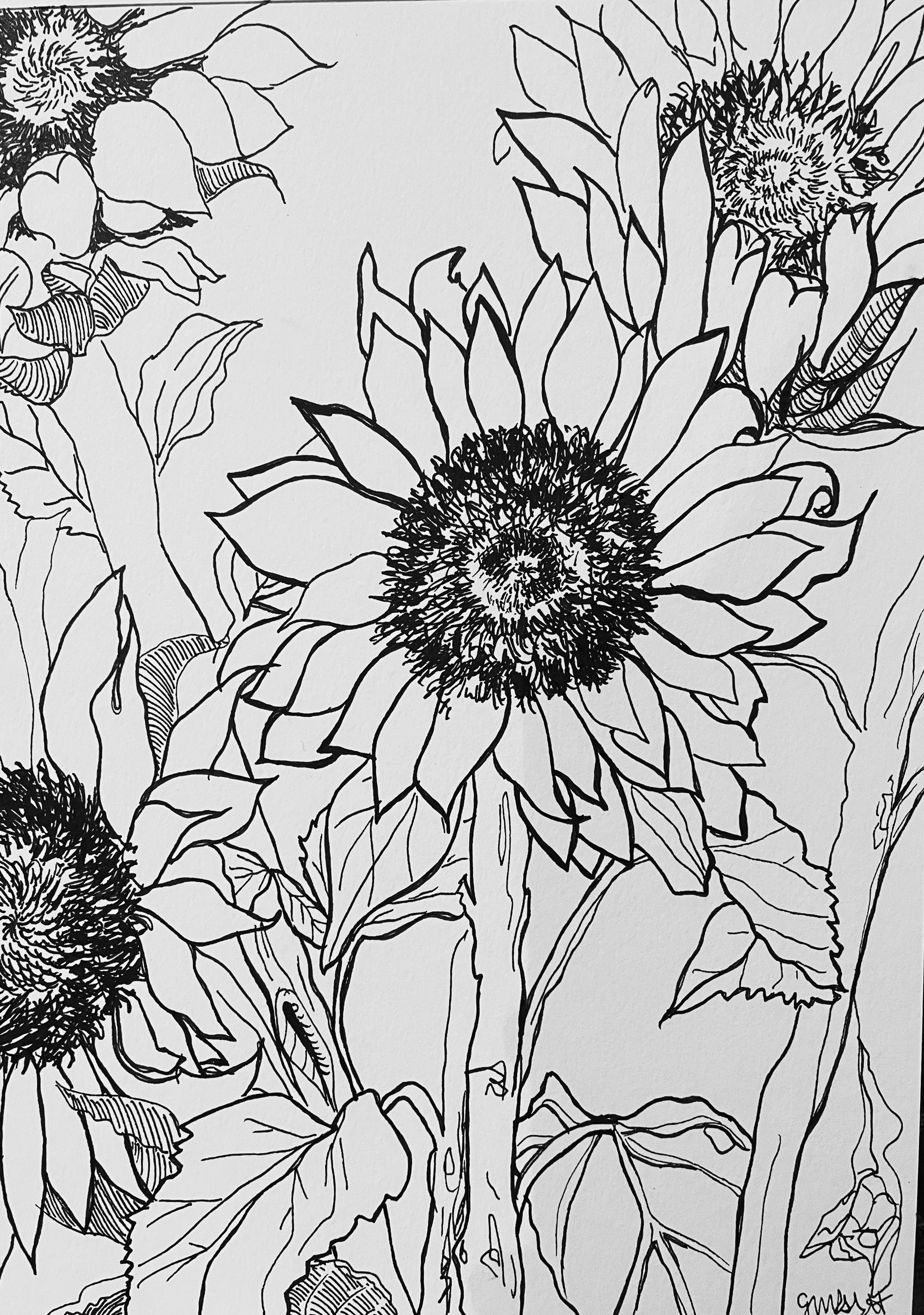 Sunflowers illustration drawing