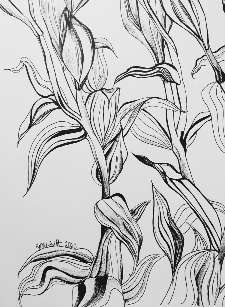 Lily stems illustration