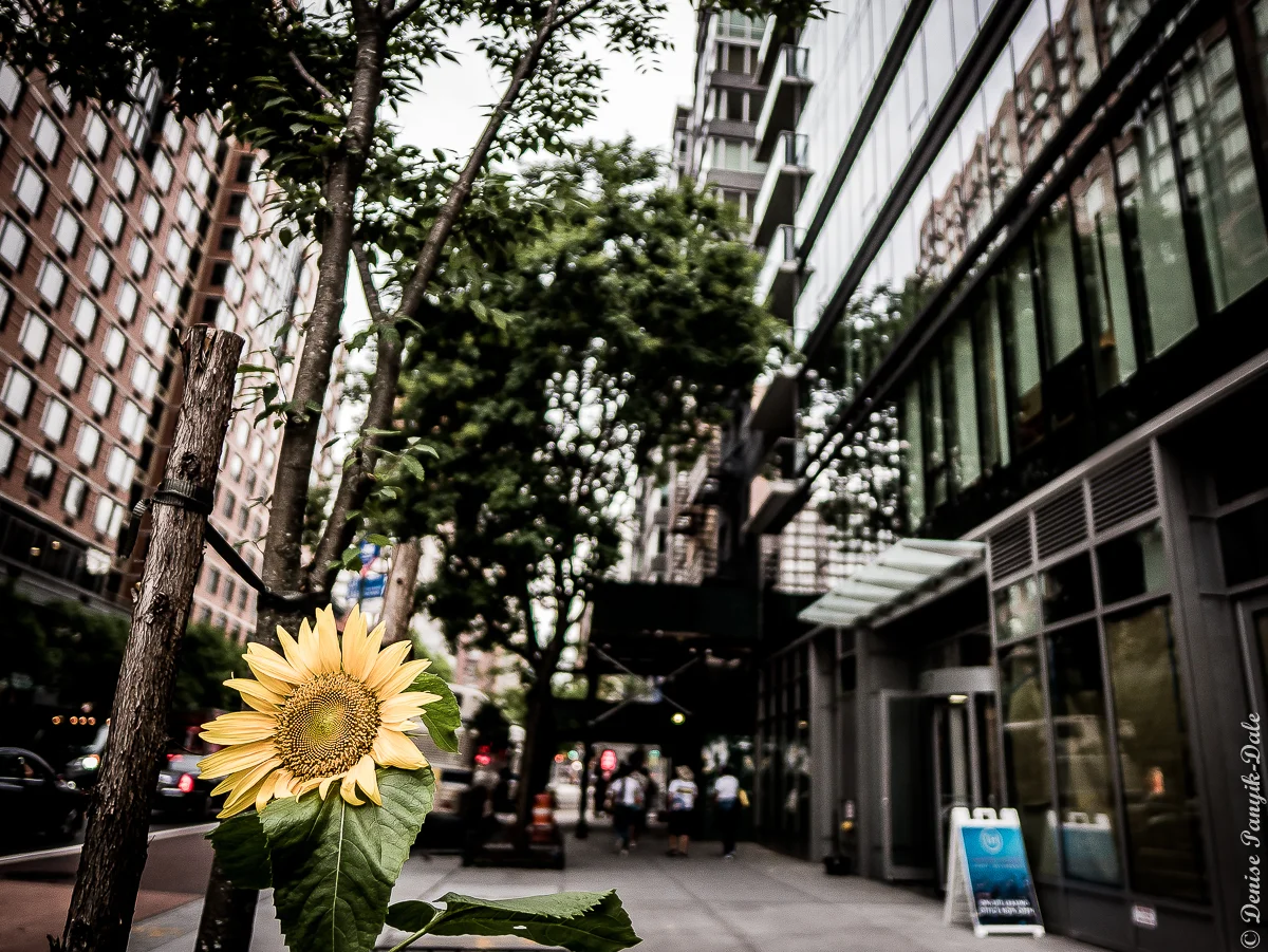 Lone sunflower blooming in sidewalk planter along East 34th Street in New York City.