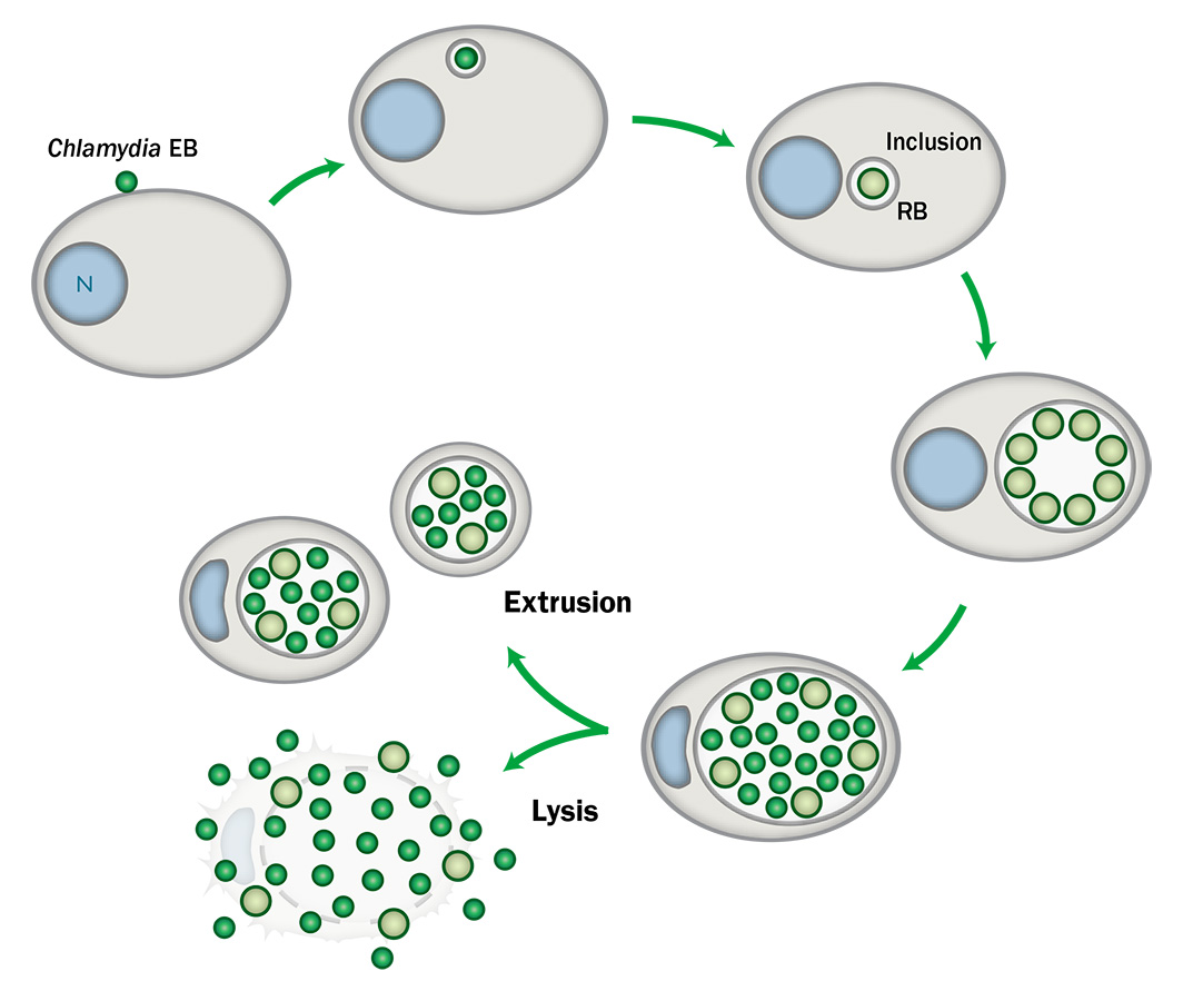 The Chlamydia developmental cycle