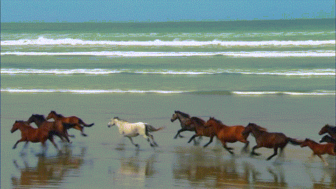 horse.gif