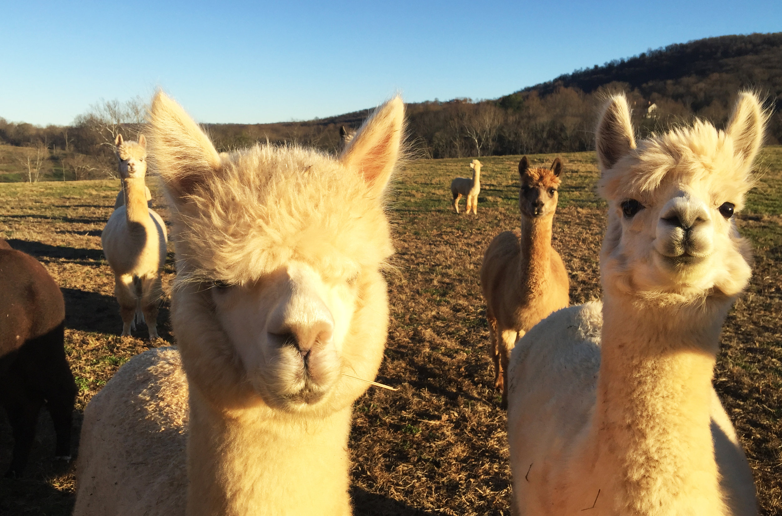 Mary's Alpaca Poop in PODS. Organic fertilizer