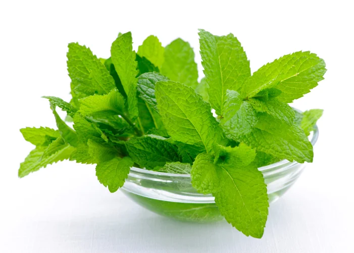 Mint Rejuvenation