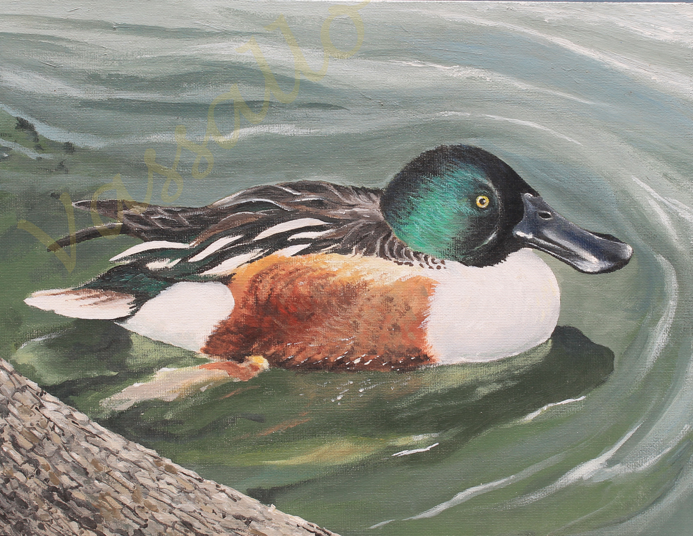 "Northern Shoveler"