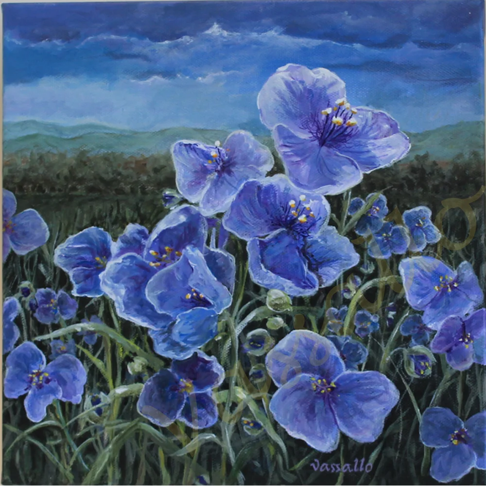 "Common Spiderwort"