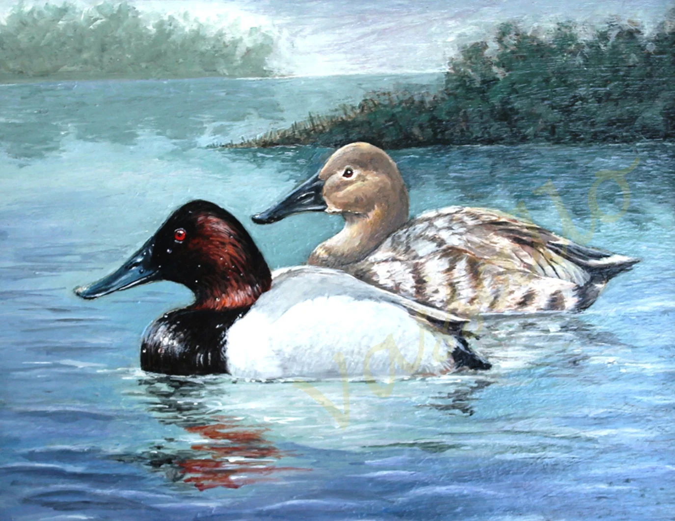 "Canvasbacks"