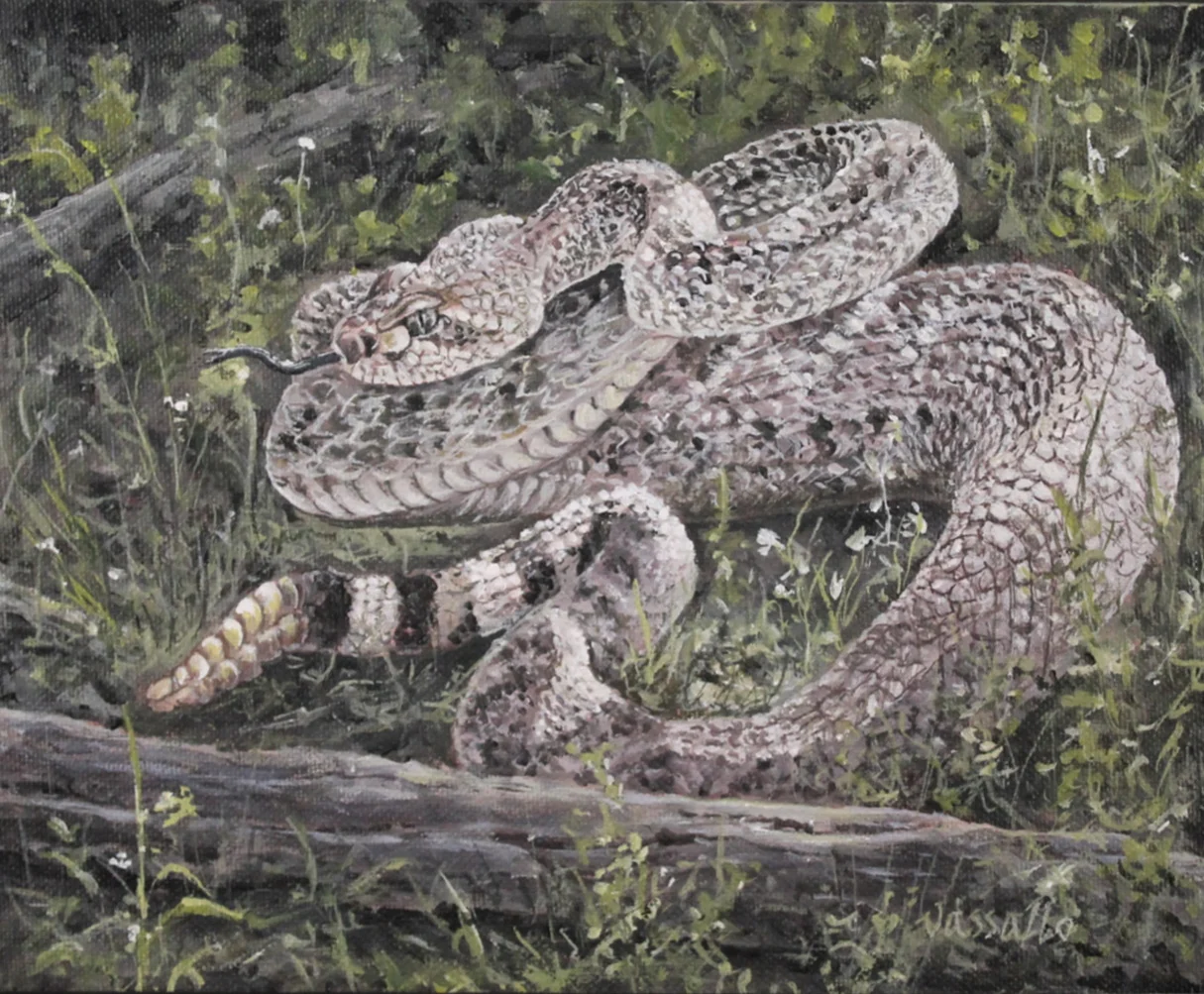 Western Diamondback Rattlesnake