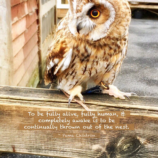 This lil #screechowl is my #wednesdaywisdom inspiration (rescued by animalmagic.ie). 🦉🦉🦉🦉🦉🦉🦉🦉🦉🦉🦉🦉 🦉  #owl #birdsofinstagram #pemachodron #buddhism #mindfulness #blogdeedah #wisewords #wise #wisdom #wednesday #wednesdays #ireland #animalm