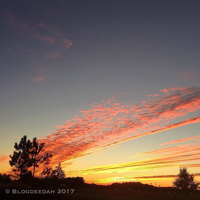 On a road trip across the state of Florida, stopped for this striking #sunset.  #lovefl  #iphone #travelphotography #sunrise_sunsets_aroundworld #sunsetporn #nofilter #photobyme #sun #sunset🌅 #color #nature #silhouette #roadtrip #roadtrippin #roadtr