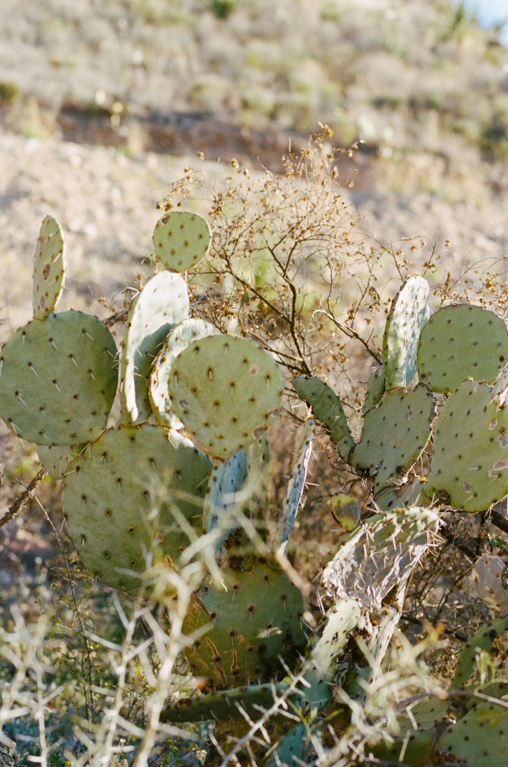 Texas (49 of 102).jpg