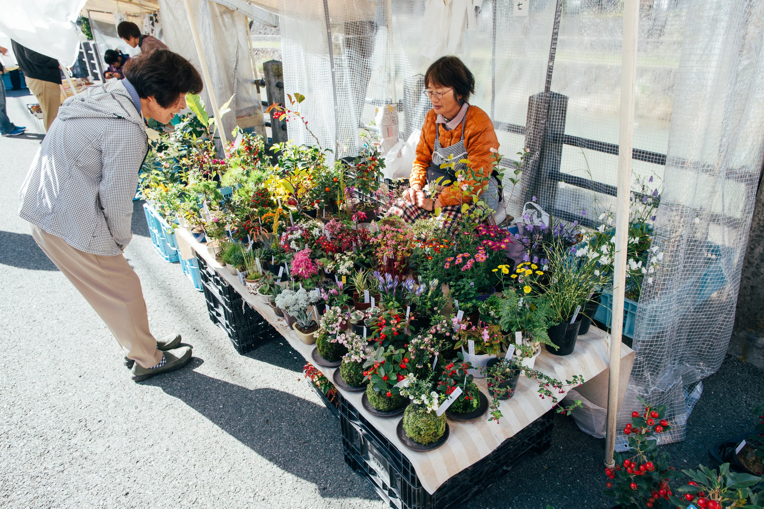 Fresh flowers and plants.